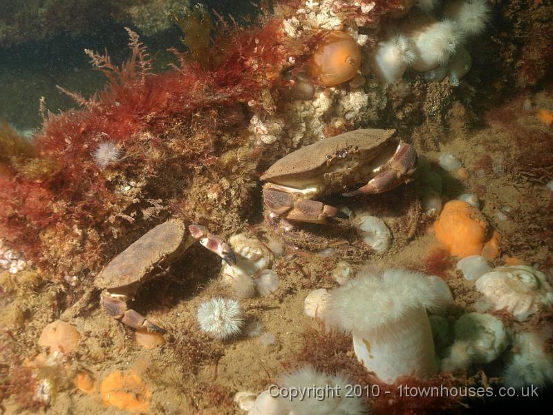 P7206965.JPG - Metridium senile - Plumose anemones with Cancer pagurus - Edible crabs