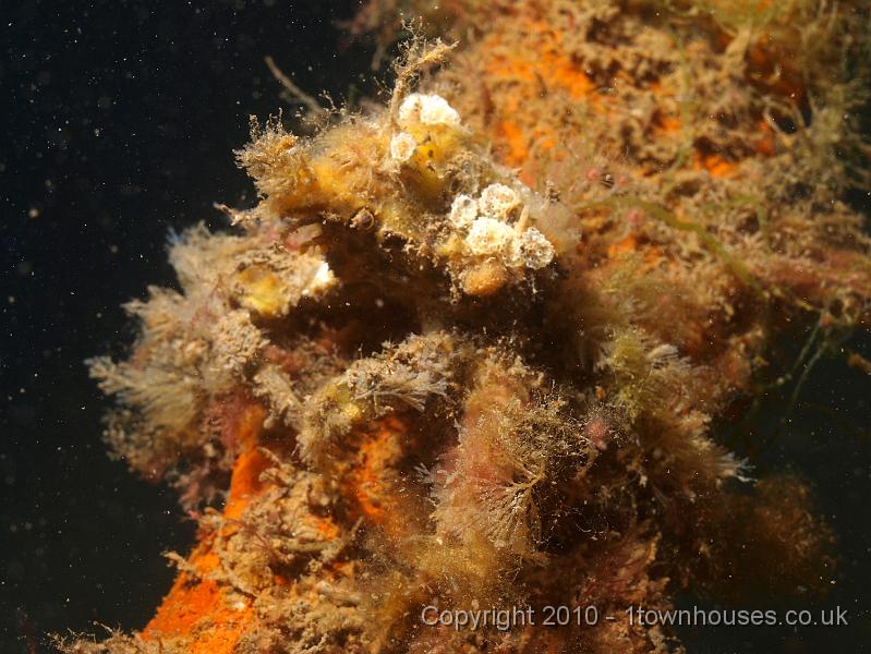 P7207035.jpg - Hyas araneus - Sea toad (spider crab)