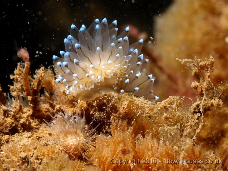 P7207037.jpg - Janolus cristatus - Crystal seaslug
