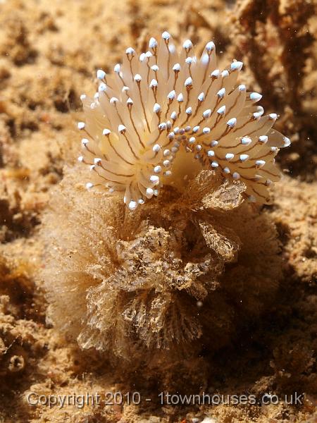P7207041.jpg - Janolus cristatus - Crystal seaslug on Bugula spp - bryozoan