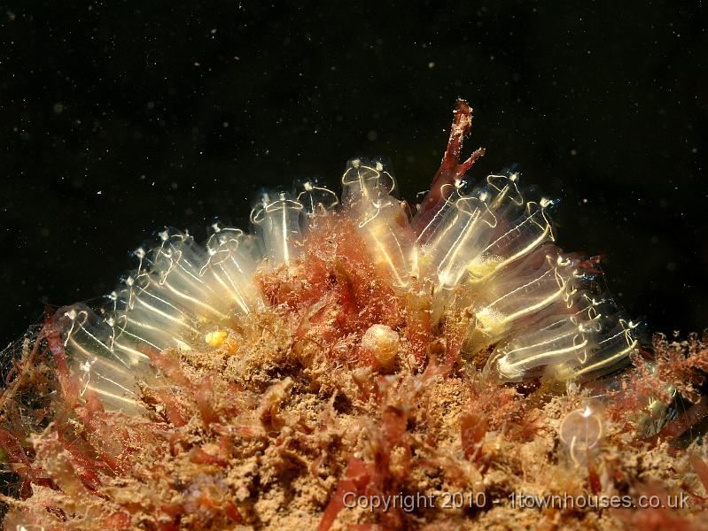 P7207042.jpg - Clavelina lepadiformis - Lightbulb seasquirts