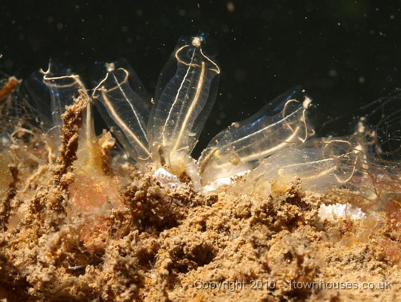 P7207044.jpg - Clavelina lepadiformis - Lightbulb seasquirts
