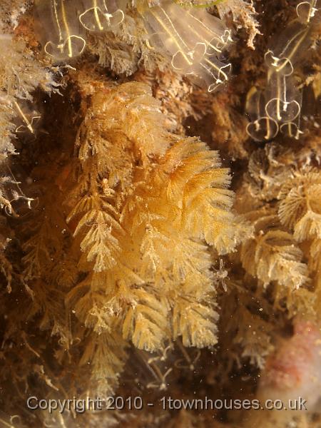 P7207051.jpg - Bugula spp - Bryozoan
