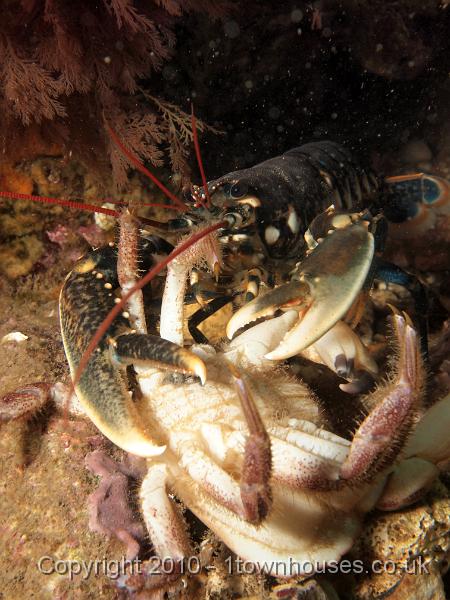 EPL15038.JPG - Homarus gammarus - Common lobster, about to consume Cancer pagurus - Edible crab (it was dead)
