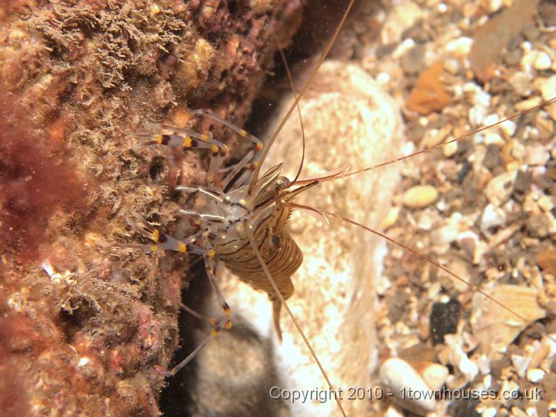 EPL15069.JPG - Palaemon serratus - Common prawn