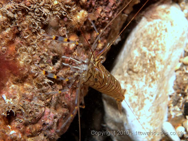 EPL15070.JPG - Palaemon serratus - common prawn