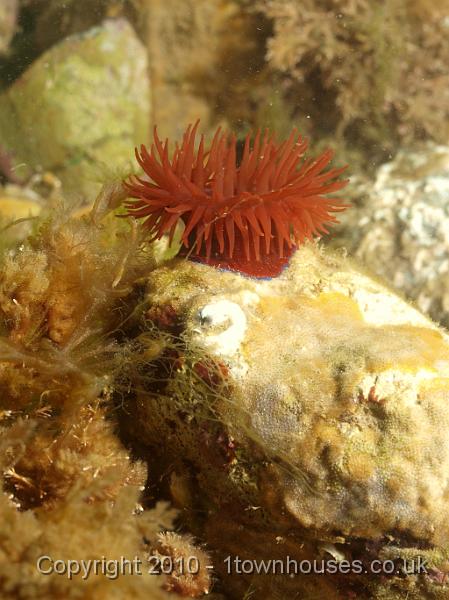 P7217110.JPG - Actinia equina - Beadlet anemone