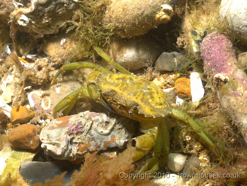 P7217114.jpg - Carcinus maenas - Shore crab