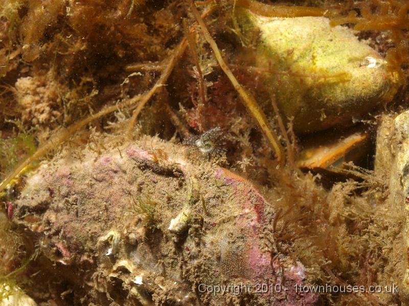 P7217116.jpg - Pomatoceros spp - Keelworm