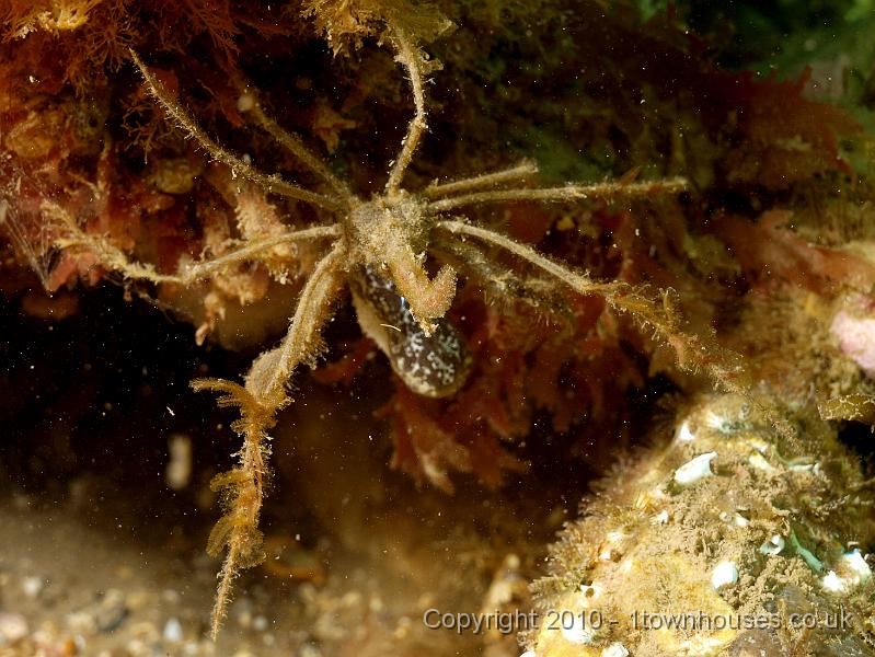 P7217164.jpg - Macropodia spp - Weedy spider crab with fetching 'nose'