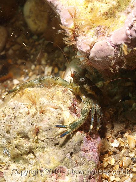 P7217212.jpg - Galathea squamifera - Squat lobster