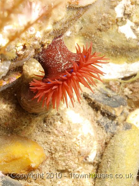 P7217217.jpg - Actinia equina - Beadlet anemone