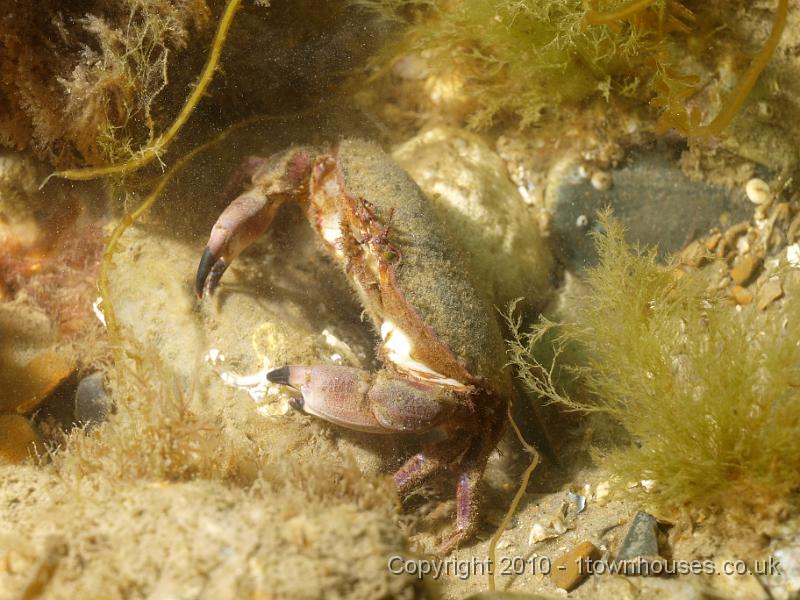 P7217278.jpg - Cancer pagurus - Edible crab