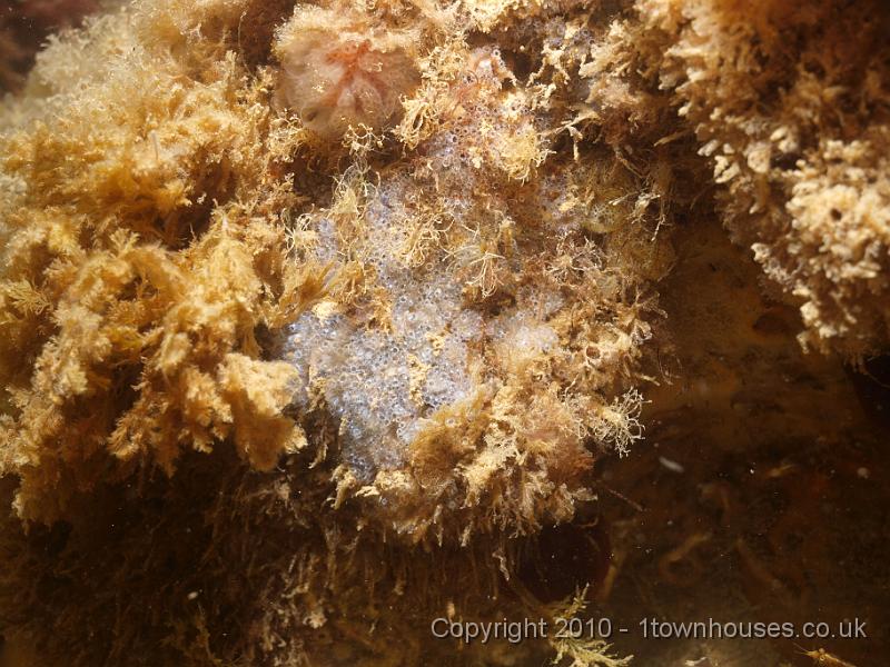 P7217281.jpg - Mixed scene with Sidnyum turbinatum - Seasquirt and Lanice conchilega - Sandmason worms