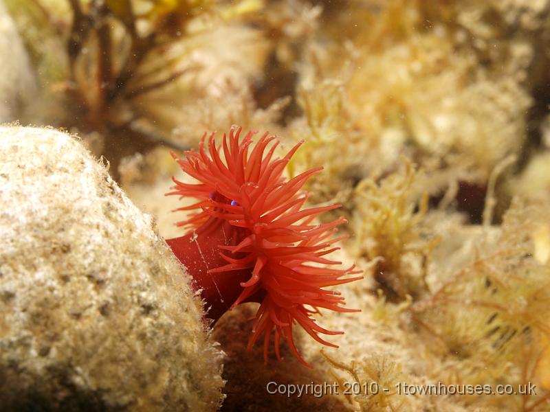 P7217291.jpg - Actinia equina - Beadlet anemone