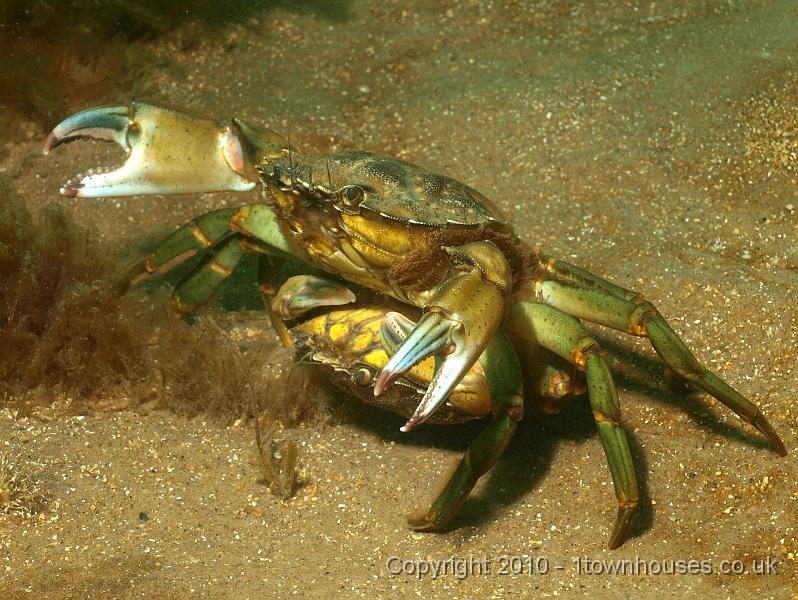 P7217313.jpg - Carcinus maenas Shore crab rudeness