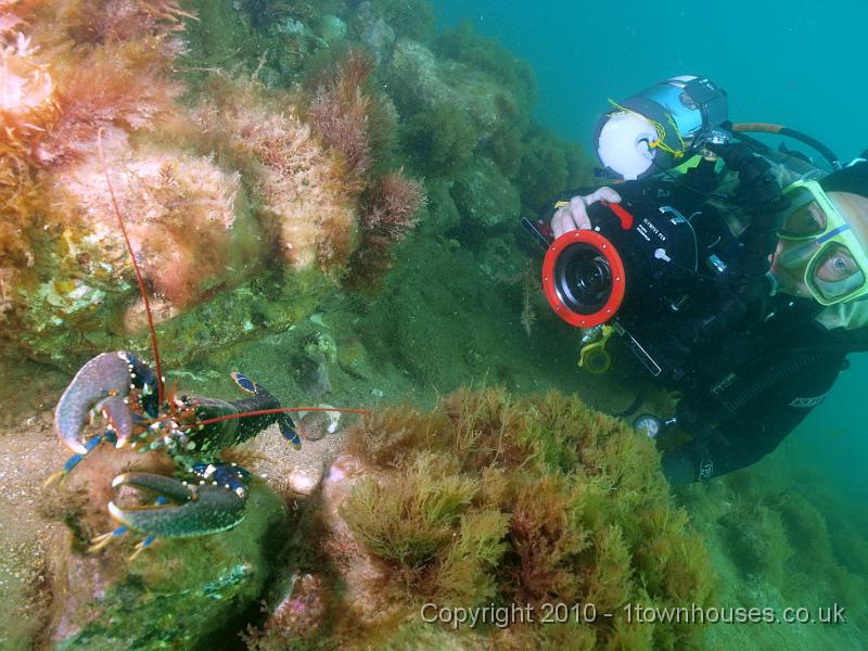 P7217342.jpg - Homarus gammarus - Common lobster