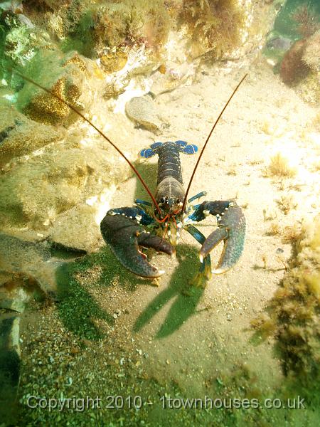P7217343.jpg - Homarus gammarus - Common lobster