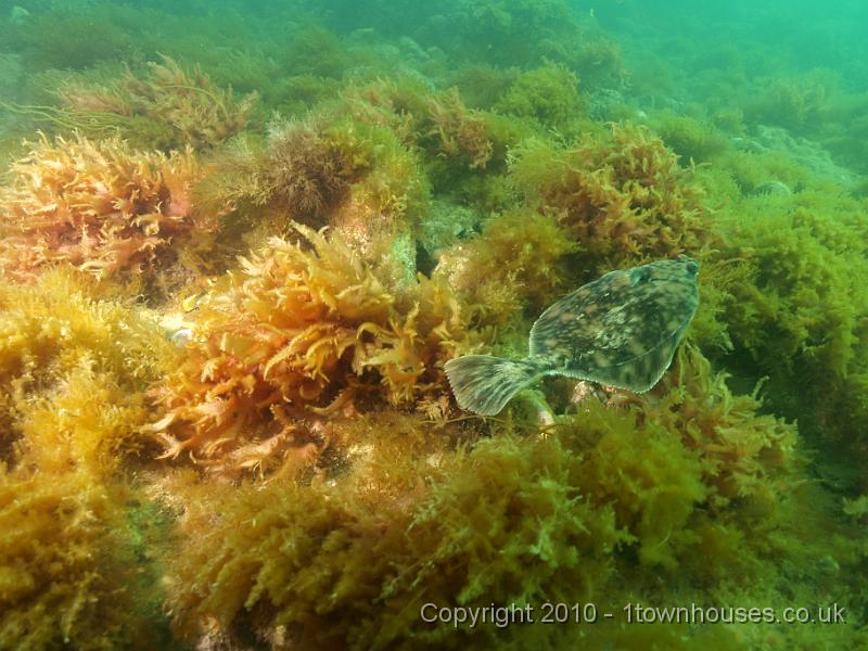 P7217352.jpg - Pleuronectes platessa - Plaice
