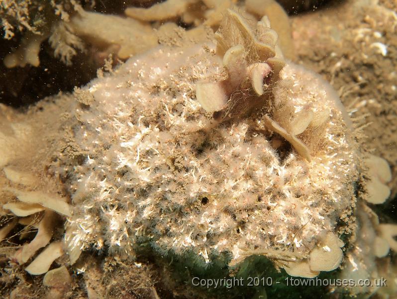 EPL15137.JPG - Salmacina dysteri - Coral worms on Flustra foliacea - Hornwrack