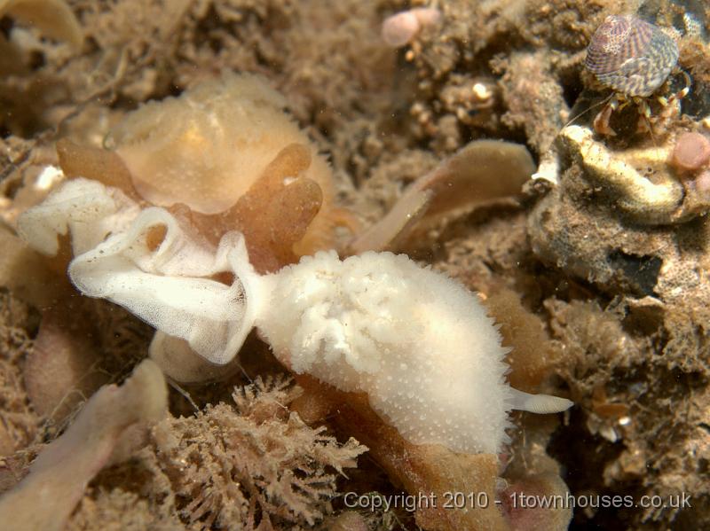 EPL15145.jpg - Acanthodoris pilosa - Scottie dog slug on Alcyonidium diaphanum - finger bryozoan