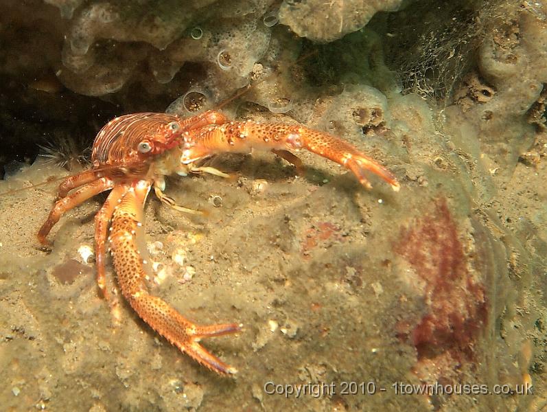 EPL15149.jpg - Galathea squamifera - Squat lobster sitting under Diplosoma spongiforme - Colonial seasquirts