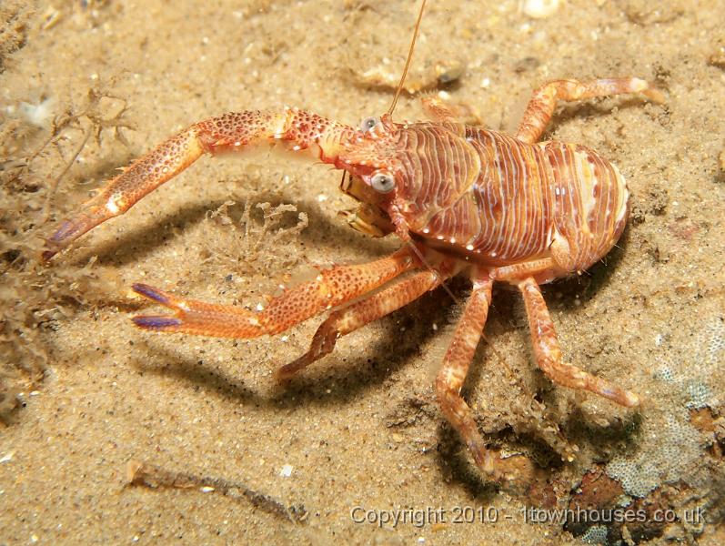 EPL15155.jpg - Galathea squamifera - Squat lobster