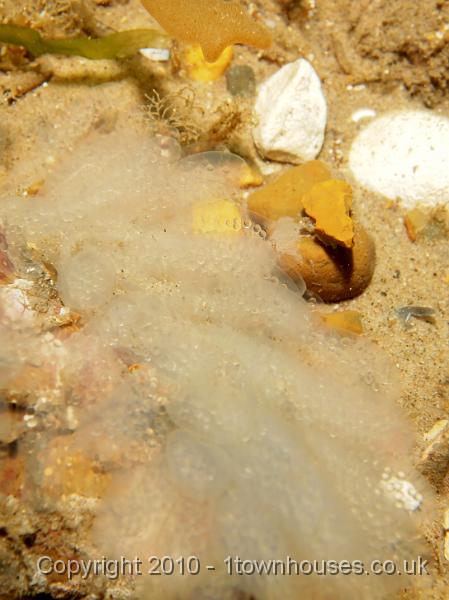 EPL15157.jpg - Alloteuthis subulata - Squid eggs (probably)