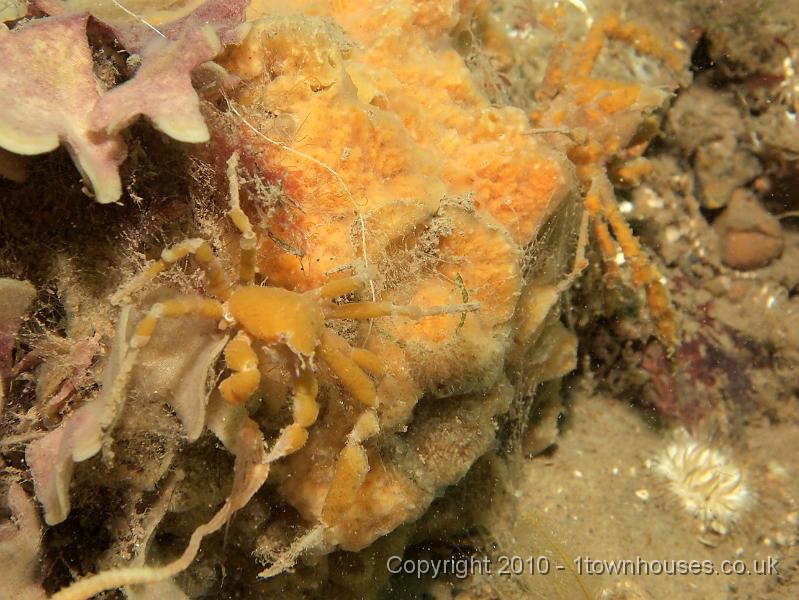 EPL15158.jpg - Inachis spp - Sponge spider crabs fitting in well