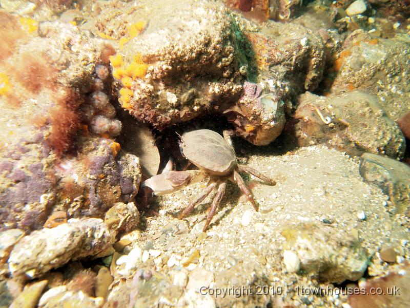 EPL15169.JPG - Cancer pagurus - Edible crab