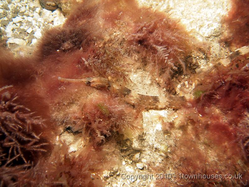 EPL15177.JPG - Syngnathus acus - Greater pipefish