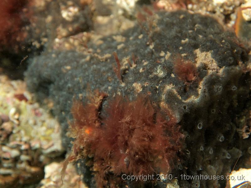 EPL15189.JPG - Diplosoma spongiforme - Colonial squirt