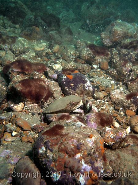 EPL15202.jpg - Cancer pagurus - Edible crab