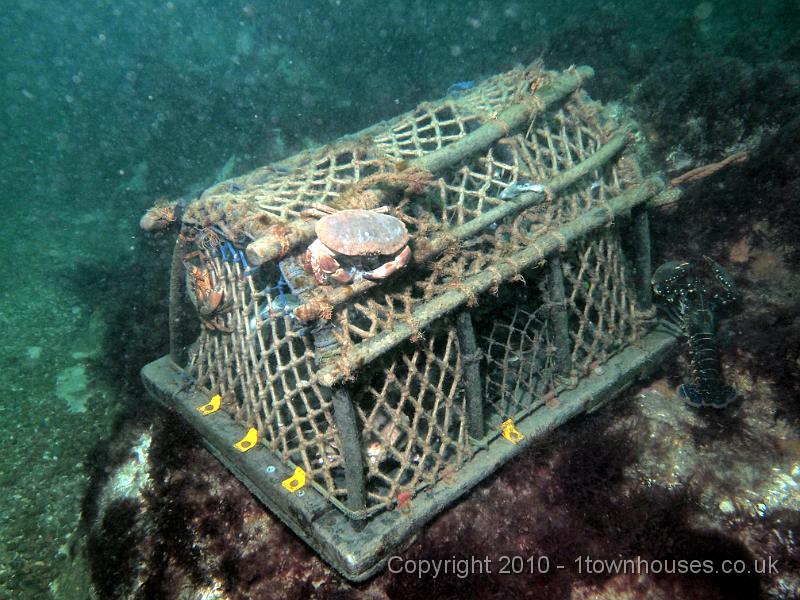EPL15207.jpg - Lobster pot surrounded by mixed intended victims