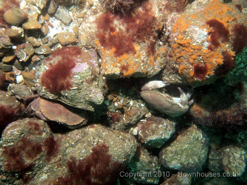 EPL15218.jpg - Cancer pagurus - Edible crab