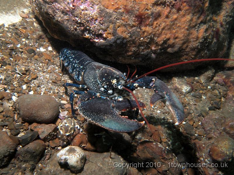 EPL15224.jpg - Homarus gammarus - Common lobster