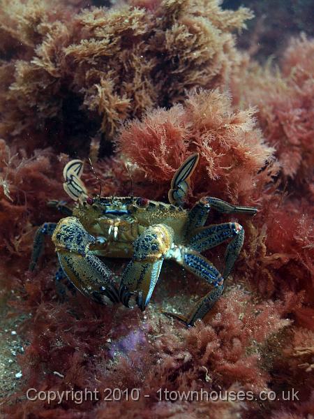 P7227463.jpg - Necora puber - Velvet swimming crab, the only one this week!