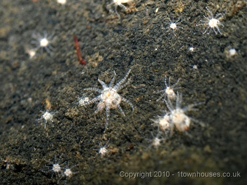 E3237965.JPG - Nematostella vectensis - Starlet anemone