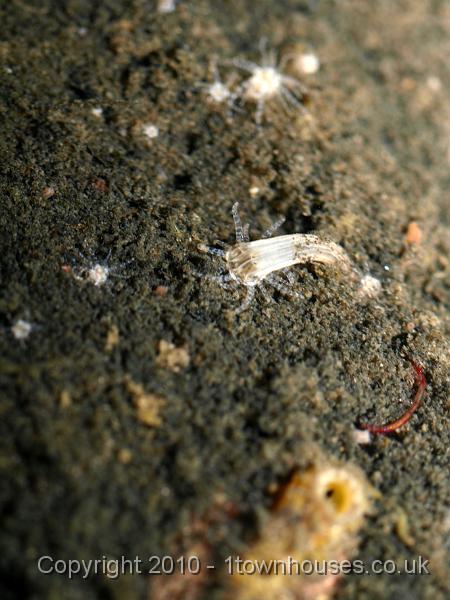 E3237968.JPG - Nematostella vectensis - Starlet anemone