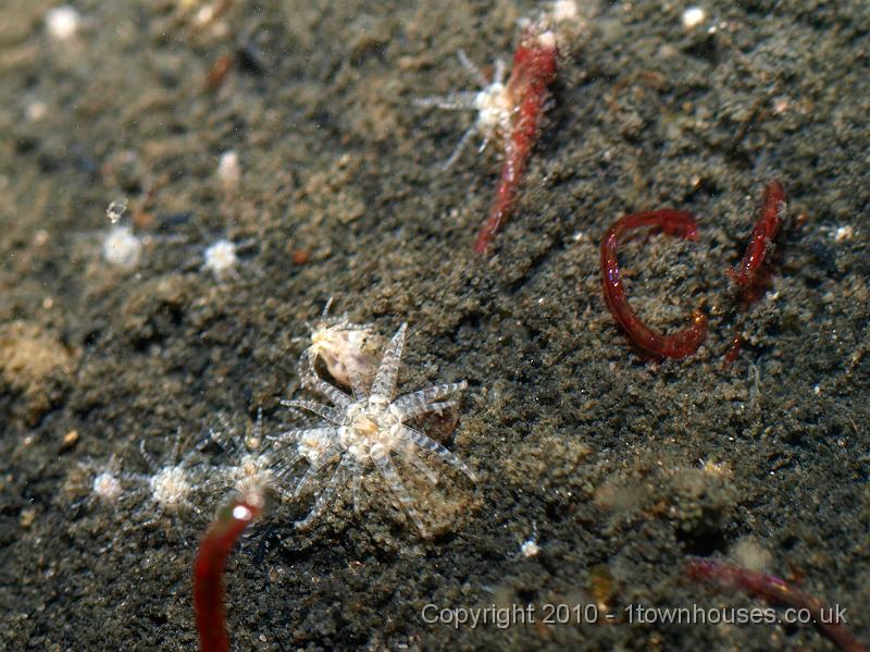 E3237971.JPG - Nematostella vectensis - Starlet anemone with bloodworms