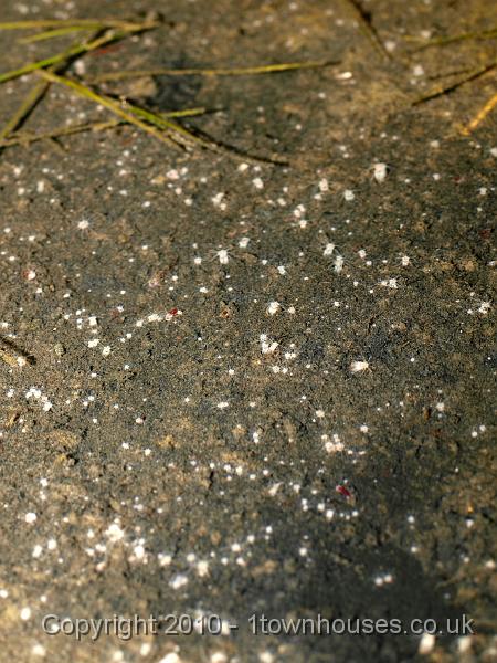 E3237973.JPG - Nematostella vectensis - Starlet anemone