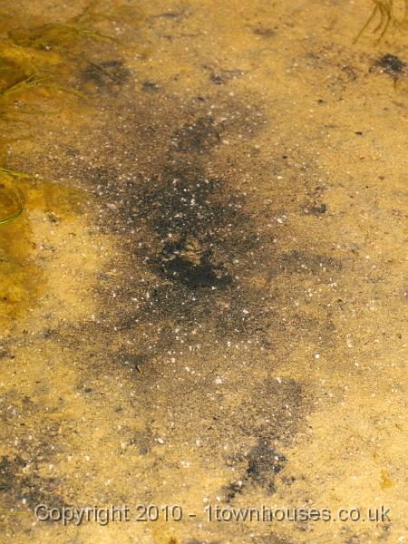 E3237994.JPG - Nematostella vectensis - Starlet anemone