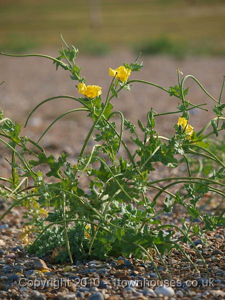 E3113418.JPG - Horned Poppys flowering on the back of the beach