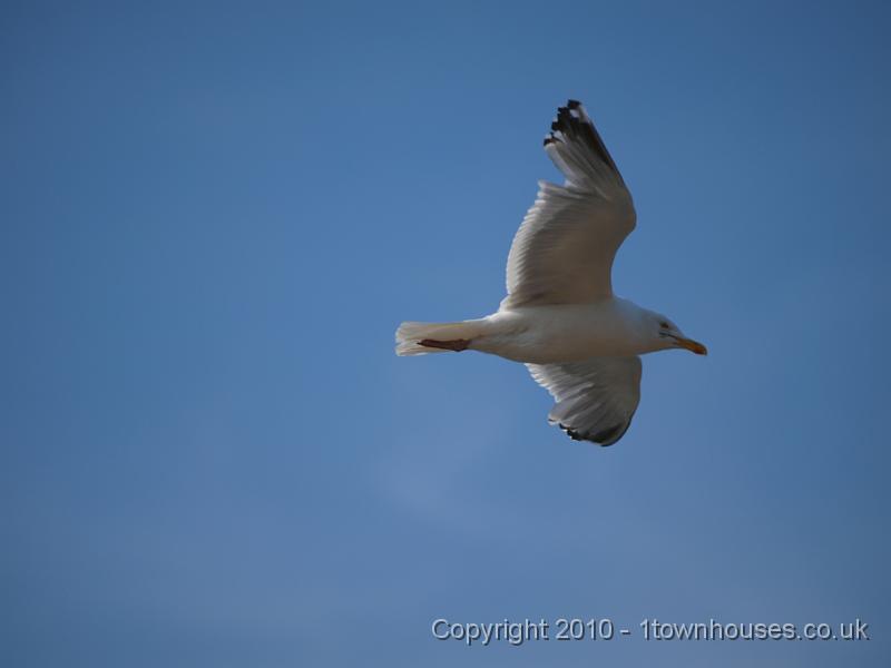 E3113447.JPG - Low flying gull