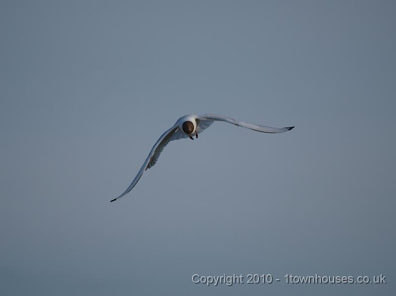 E3113511.JPG - another gull