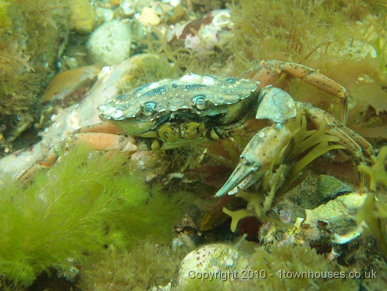 P7090403.JPG - Shore crab - Carcinus maenas