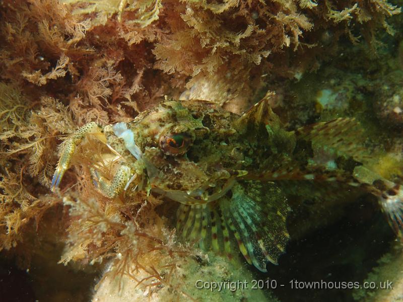 P7090433.JPG - Long spined sea scorpion - Taurulus bubalis trying to swallow a Squat lobster - Galathea squamifera