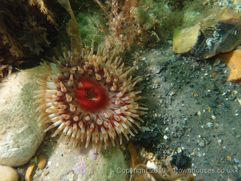 P7090457.JPG - Dahlia anemone - Urticina felina