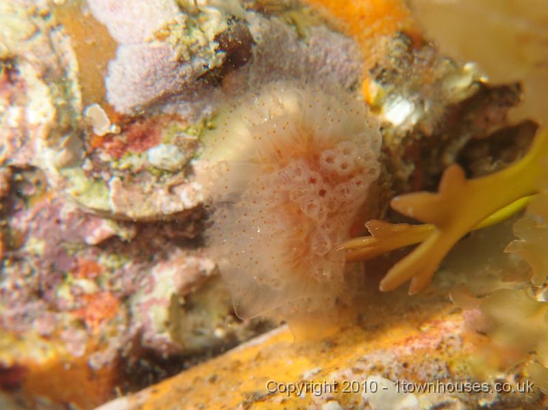 P7100464.JPG - Club seasquirt - Morchellium argus