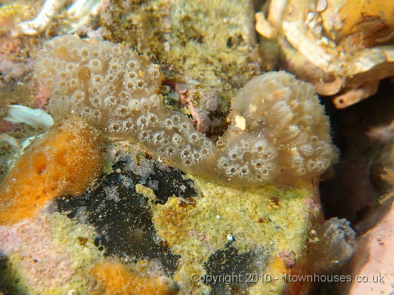 P7100473.JPG - Sidnyum turbinatum - a seasquirt
